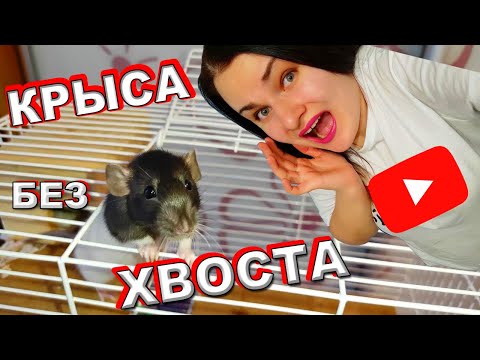 КРЫСА ОТКУСИЛА ХВОСТ или КРЫСА ПРИЩЕМИЛА ХВОСТ?