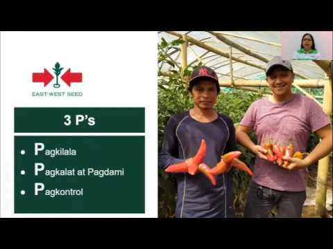 Video: Ano Ang Anthracnose Of Tomatoes - Pagkilala sa Anthracnose Sa Isang Halaman ng Kamatis