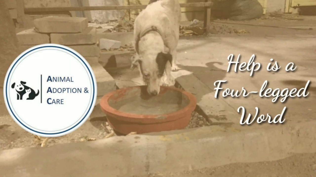 WATER BOWL PROJECTPlacing water bowls for the strays Animal Adoption