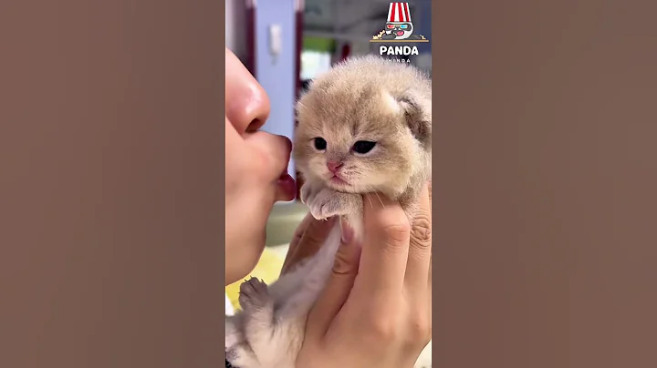 Video 9438521: cats kitten catlover pets, kitten catlover pets cute, kitten catlover pets funny, kitten kisses, kitten hates, little kitten