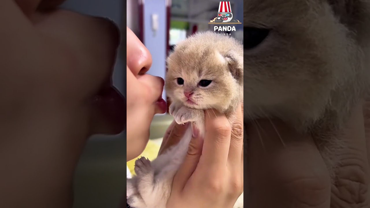 My little kitten absolutely hates kisses, but love kissing her so much!😜🥰 