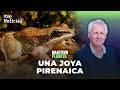 OBJETIVO PLANETA | LA RANA PIRENAICA, una joya que se RESISTE A DESAPARECER | RTVE Noticias