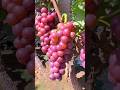 Quiet Orchard Vibes 🍇 A Simple Taste of Home #short #vairalvideo #audio #trending #youtubeshorts