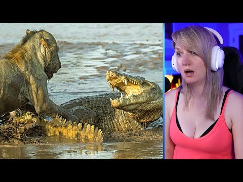 15 Unexpected Battles Between Crocodiles And Land Predators Part 1 | Pets House