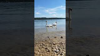 Lebedele albe  🦢🦢🤍      poezie, 04 Mai 2026