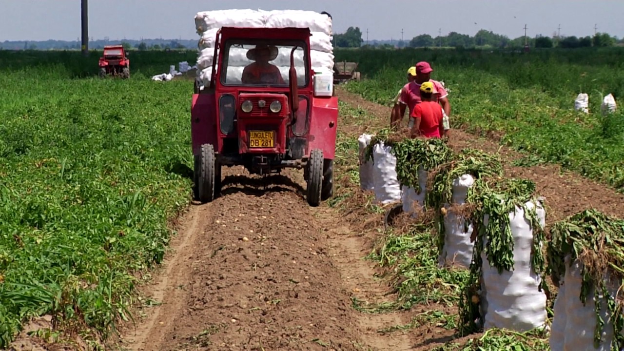 Cabbage, Potatoes and other Demons,Trailer YouTube