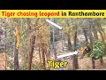 Tiger Chasing Leopard In Ranthambore I Tigress Noor Chasing Leopard On A Tree In Ranthambore Tiger Chasing Leopard In Ranthambore I Tigress Noor Chasing Leopard On A Tree In Ranthambore