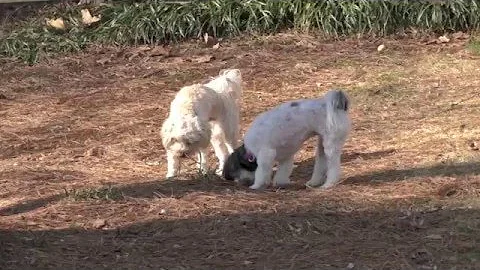 Dewey, Maltipoo, Board and Maintain Training: Central Park Walk and Playing With Lilly (2-12-2016)