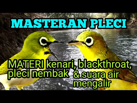 Masteran Pleci Nembak Full Isian KOMPLIT Berkelas‼️Pleci Gacor