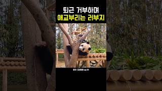 퇴근 거부하며 애교부리는 러부지! #오바오 #러바오