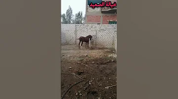 15 5 2025 طلوقة غوايش 