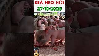 Giá heo hơi hôm nay 27/10/2025 | Giá heo tăng hay giảm? Cập nhật mới nhất | Tiên Lisa