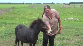 Halter Breaking a Challenging Miniature Horse or Mule