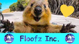 The Cutest and Friendliest Quokkas! by Floofz Inc. 251 views 1 year ago 7 minutes, 9 seconds