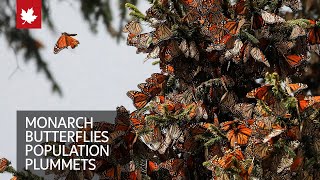 Monarch butterflies have declined this winter in Mexico
