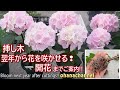 【アジサイ】挿し木翌年から花が咲く！挿し木開始から翌年の開花まで、成功のポイントを一気見！[Hydrangea] How to bloom from the next year of cuttings