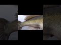 Angler fängt Monsterzander und kann seinen Augen nicht trauen!!! #shorts