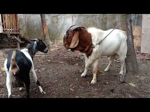 Boer goat / kawin kacang