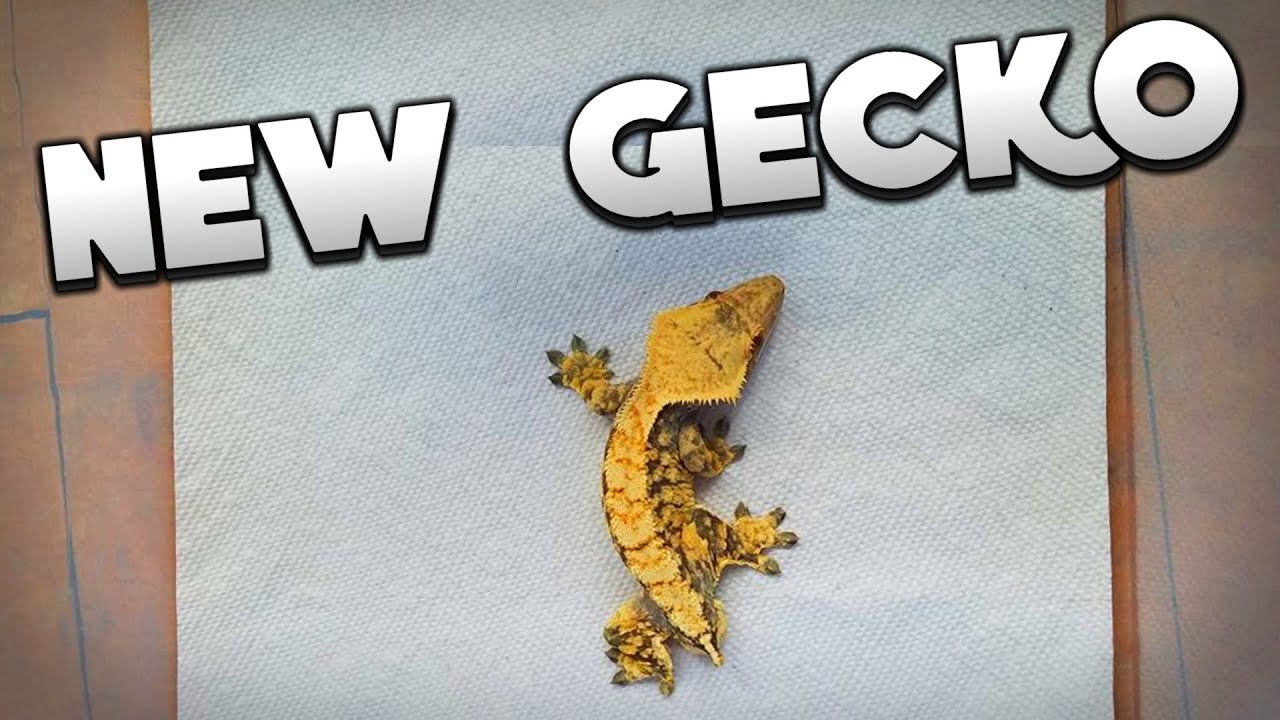 geckos for sale A Look At The New Crested Gecko From Pangea Reptiles!