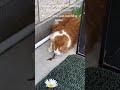 The cat is being by other animals #Tatcha #cat #fpy #funny