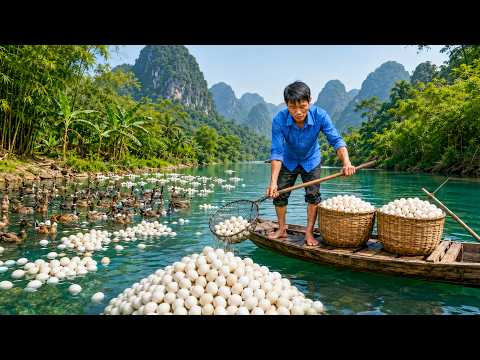 Harvesting 2,000 Large Duck Eggs Beside the Stream Goes To Market Sell - Farm Harvest Journey