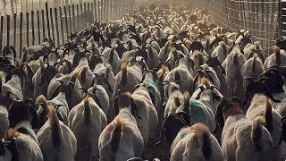 Boer Goat FARM South African