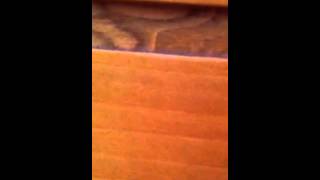 Matando Um Inseto Com Jully Brasil