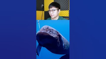 Cá Quỷ Biển Đen - Tay Sai Của Leviathan | Sheep #shorts