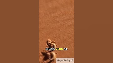 Thằn lằn cá cát sinh vật bơi trong sa mạc. #shorts