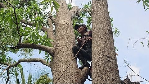 Cưa cây  xoài  siêu  to , Siêu  nhánh .Cưa  cây  kỷ thuật cao