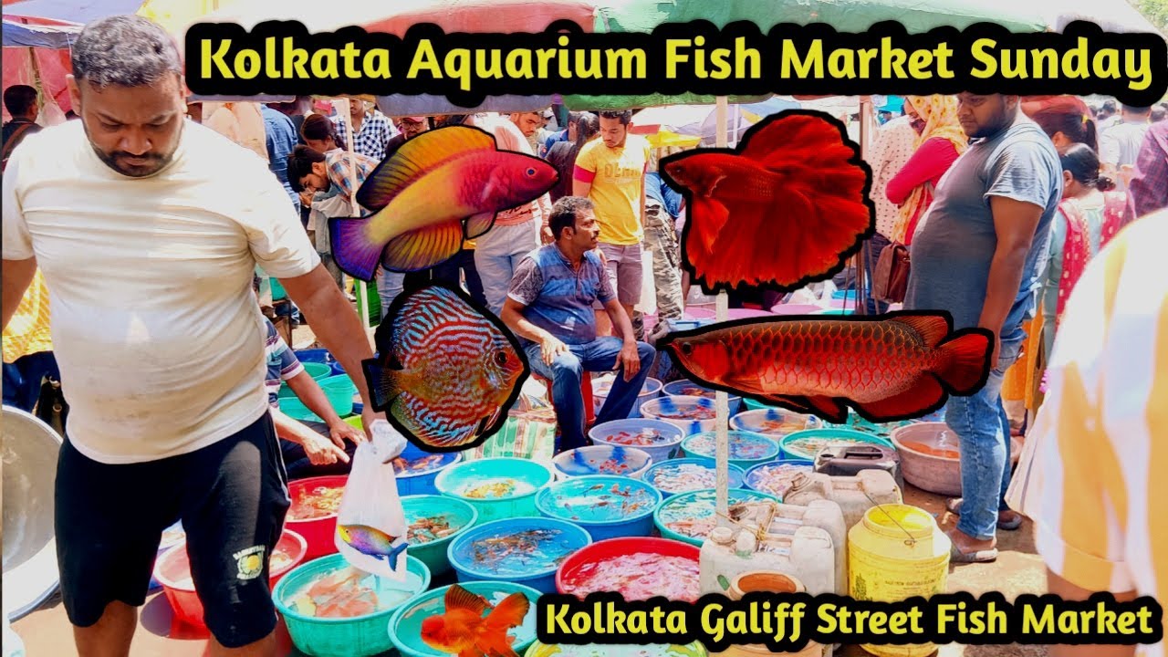Galiff Street Fish Market !! Kolkata Galiff Street Fish Market !! Recent Fish Price of Galiff