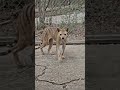 #viralvideo #wildlife #shortvideo appears to show the Thylacine, or Tasmanian tiger,