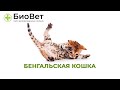 Бенгальская кошка // Самые частые заболевания