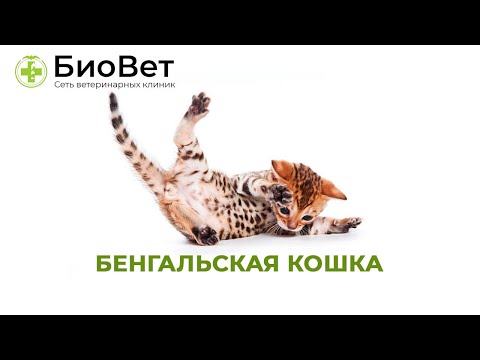 Бенгальская кошка //