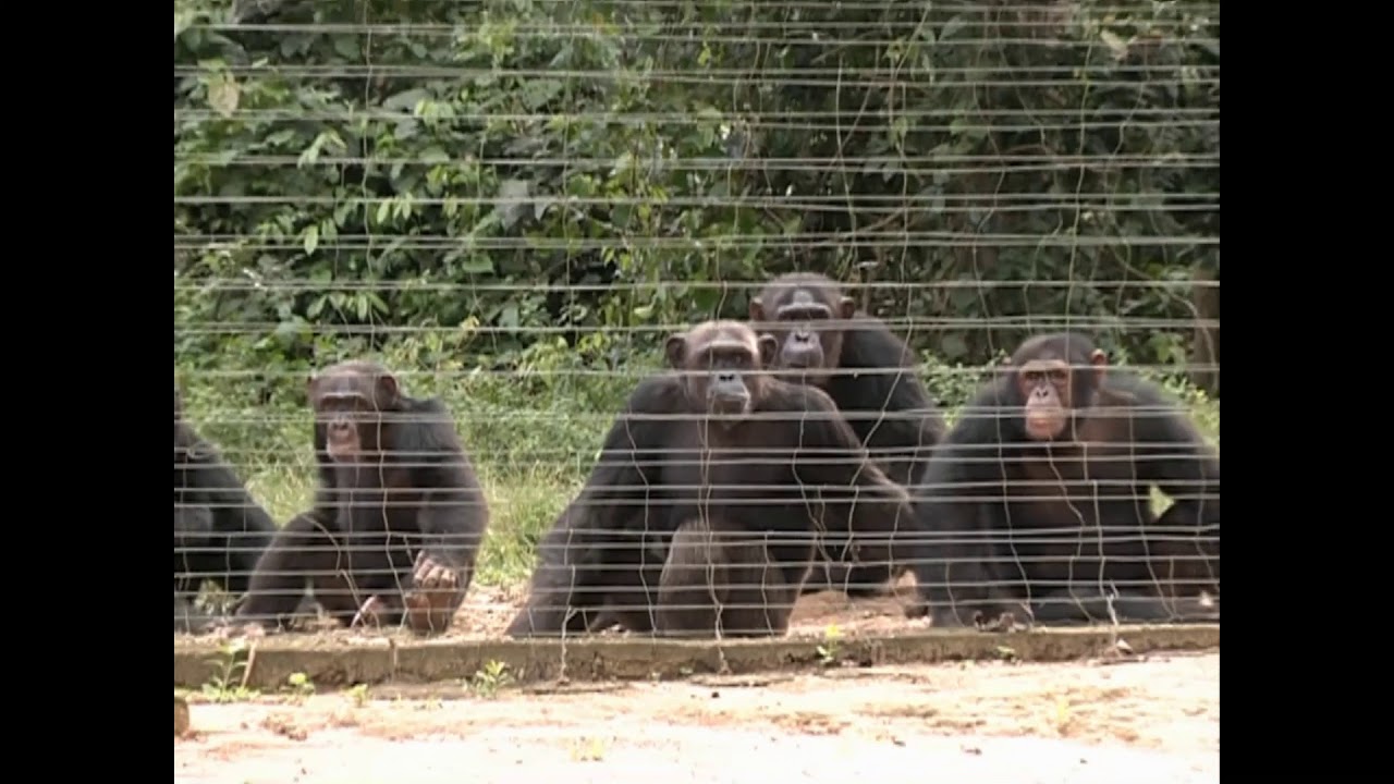 Chimpanzees at Mefou Park