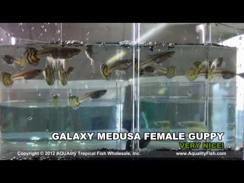 aquality tropical fish wholesale