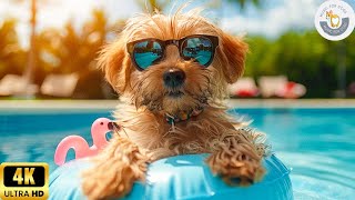 8 Hours Music For Dogs To Sleep 🐶 Stress Relief Music For Dogs ♬ Calming Music For Dogs | 4K video