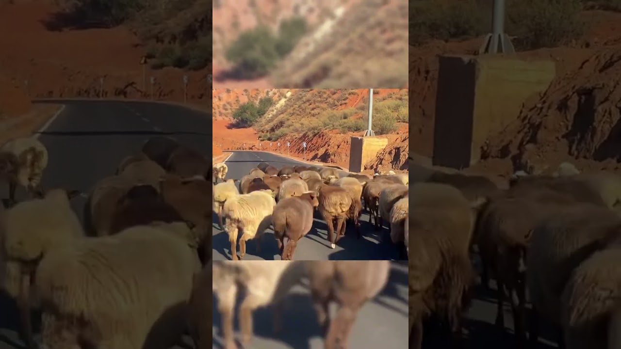 sexy-sheep-with-big-booties-walking-on-the-road-sheep