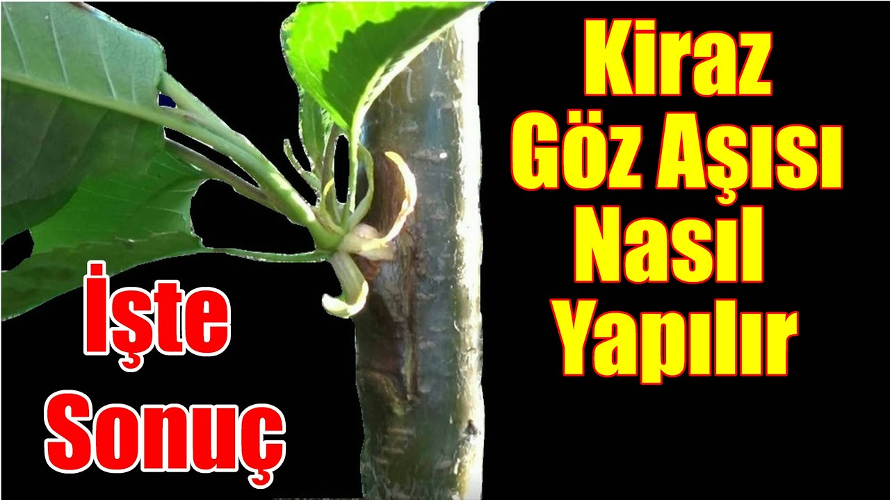 Kiraz yongalı göz aşısı nasıl yapılır / Yongalı göz aşısı / Kiraz aşısı
