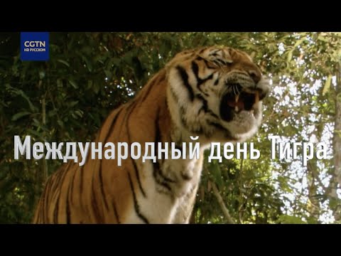 Международный день тигра-2020