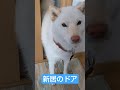 柴犬の家のドア スゲェ～