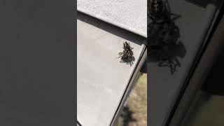 Jumping spider eating a horse fly