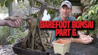 Ficus Root & Canopy Pruning Episode two: Barefoot Bonsai Part 6 | Earth Works Jax