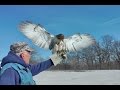 Viral quality Bruce Pressler Falconer Red Tail hawk hunts rabbits, Brushy Creek Iowa