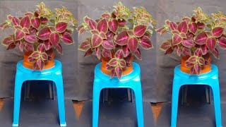 Cara membuat pot bunga MIANA dari Kursi bekas // flower pots from used chairs