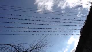 Massive Noisy Bird Invasion