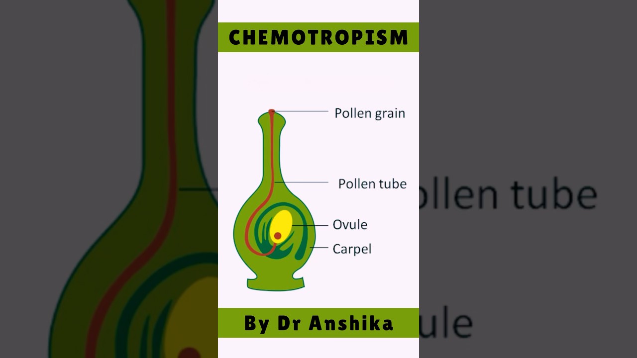 Chemotropism Movement In Plants