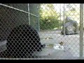 Asiatic Black Bear - Natural Bridge Zoo, VA