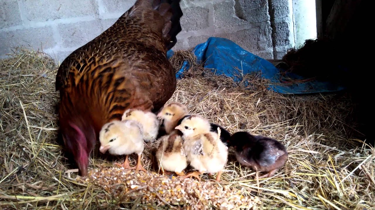 Baby chicks chirping YouTube