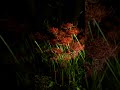ちょーこわい 夜の公園彼岸花 富山市呉羽山公園